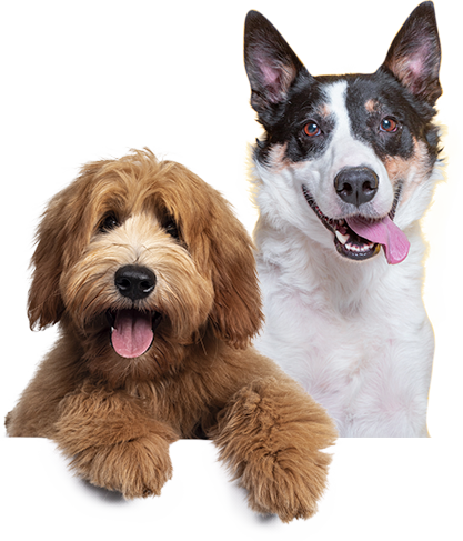 Pet Pack Dogs Image